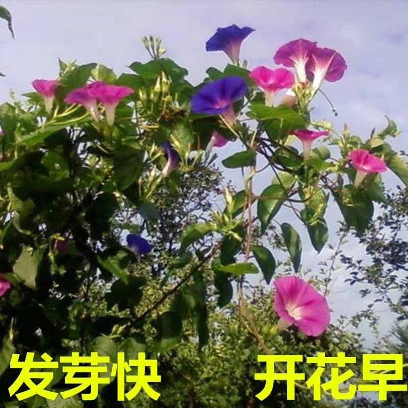 羽叶茑萝花种子庭院爬藤植物五角星花盆栽阳台四季易种活开花
