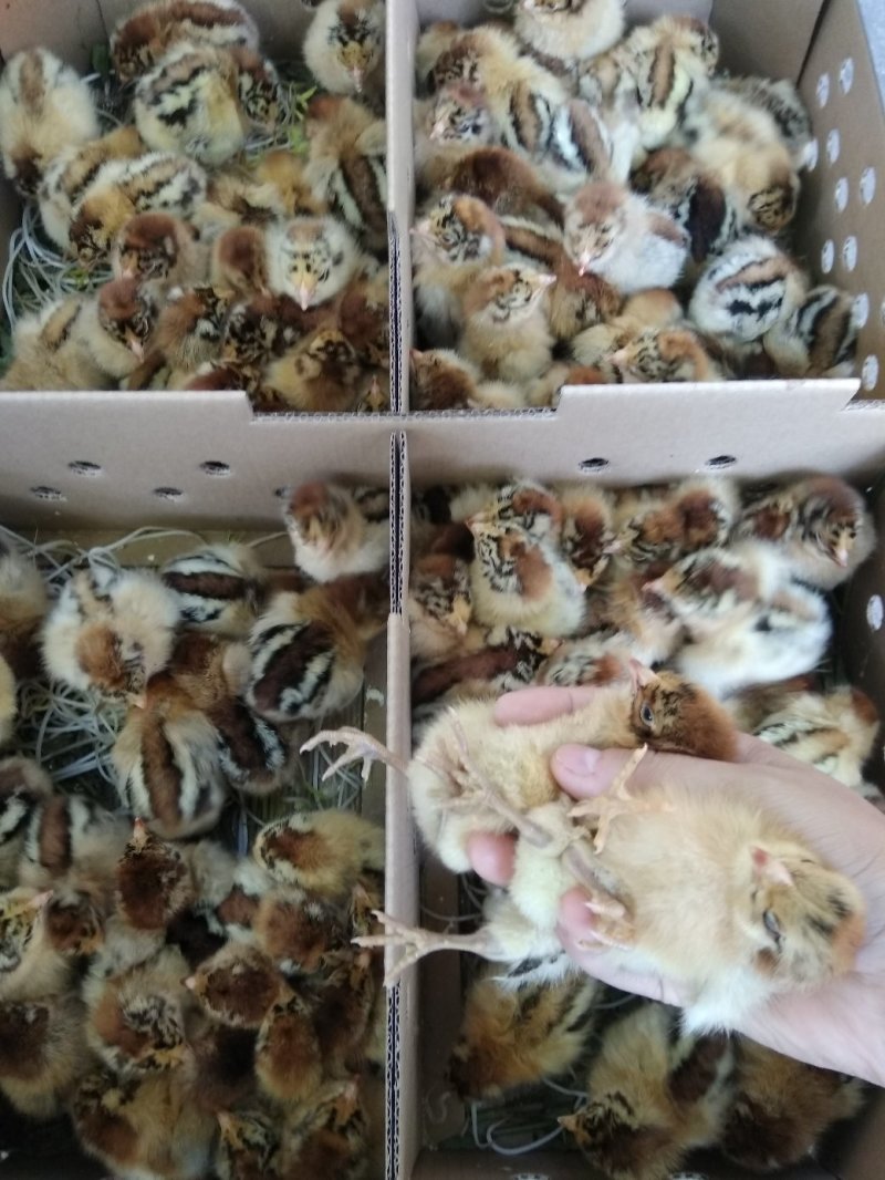 热卖大种青脚麻鸡苗肉鸡苗长速快的鸡苗包做疫苗运输包活
