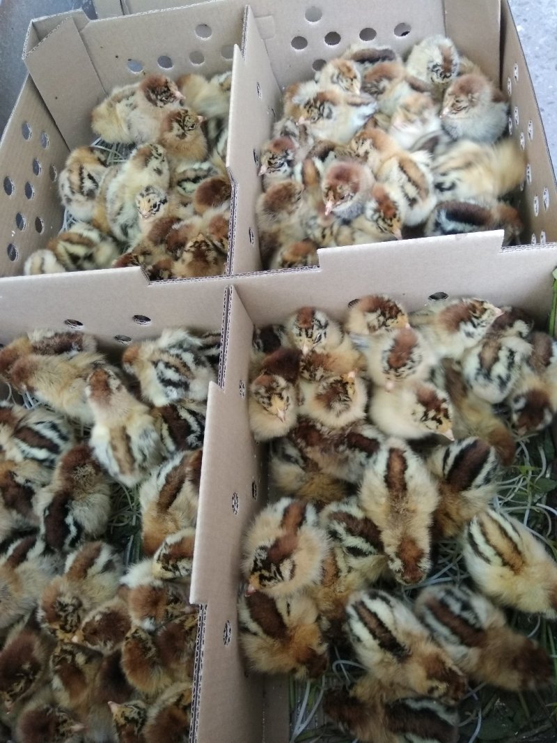 热卖大种青脚麻鸡苗肉鸡苗长速快的鸡苗包做疫苗运输包活