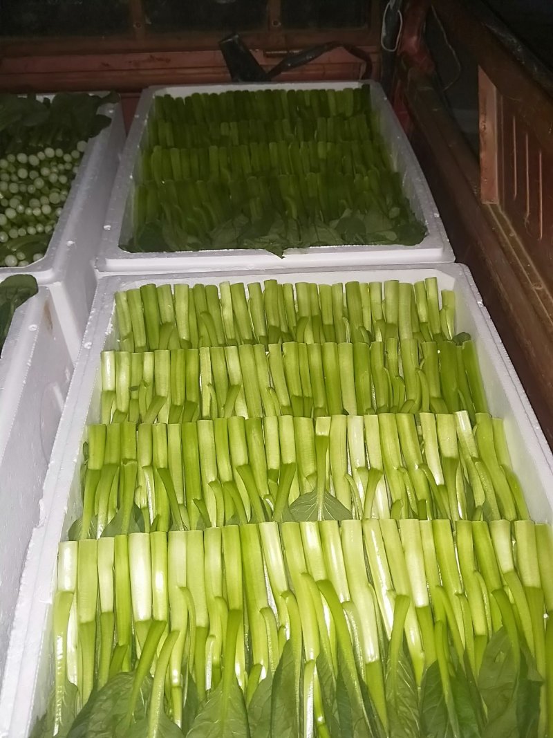 菜苔叶菜精品广东菜心