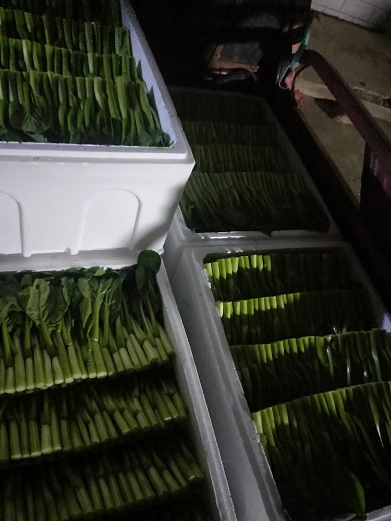 菜苔叶菜精品广东菜心