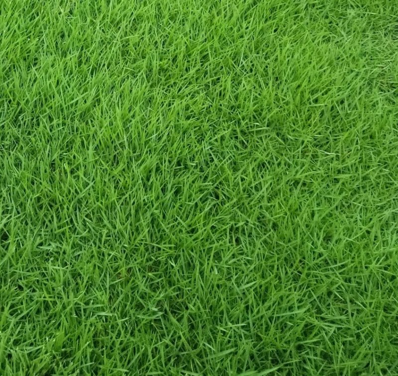 耐寒草坪高原种植紫羊茅种植护坡耐抗旱耐践踏紫羊茅草籽