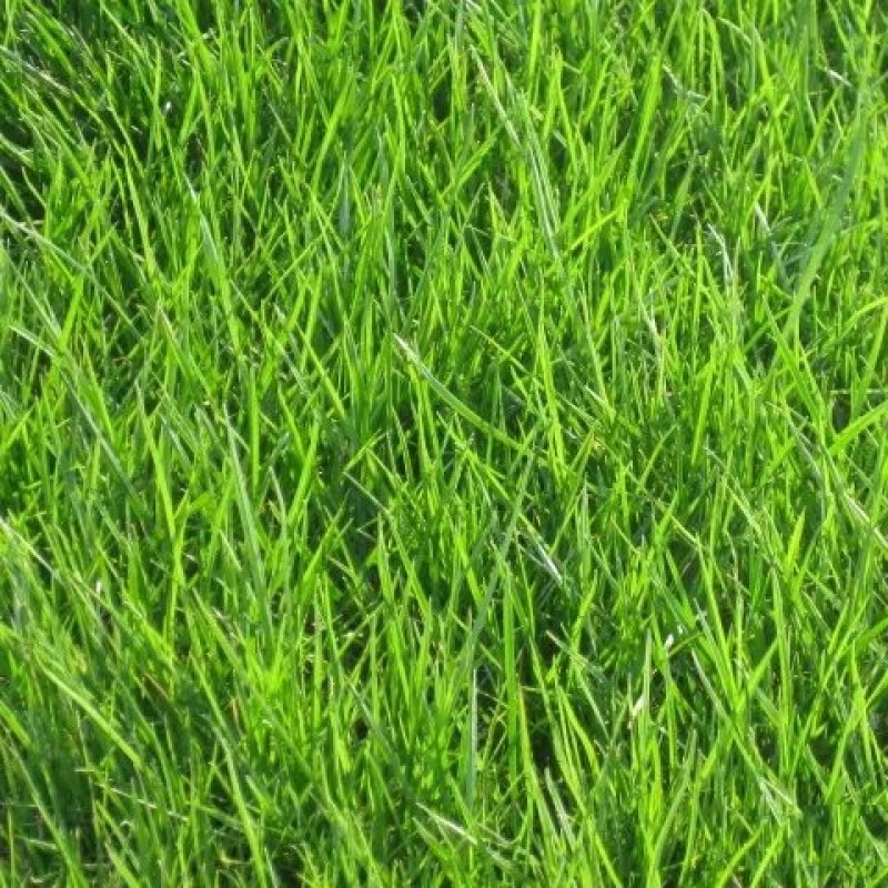 足球场草坪草籽四季长青台湾草种籽矮生百慕大草籽护坡草籽耐
