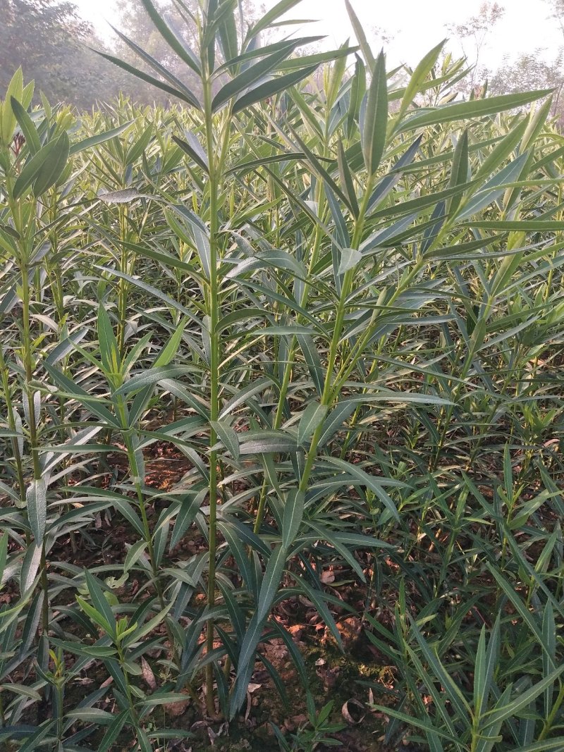 夹竹桃树苗，河南潢川夹竹桃基地直销价格，可视频看货。