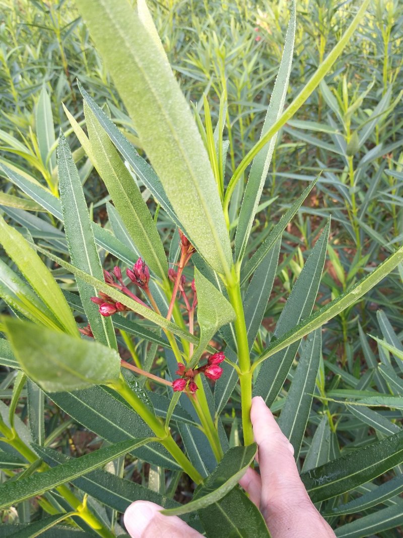 夹竹桃树苗，河南潢川夹竹桃基地直销价格，可视频看货。
