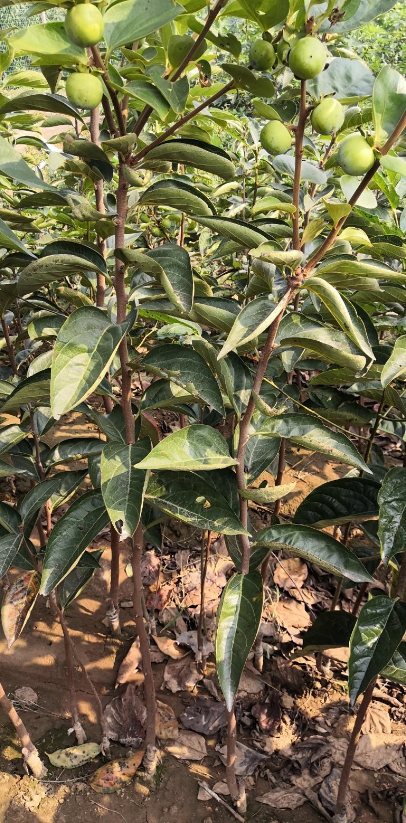 柿树苗次郎甜柿子树苗，黑柿子树苗，品种纯正