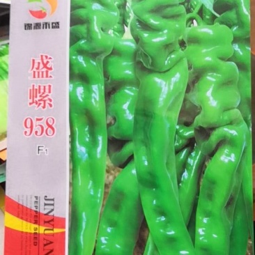 螺丝椒种子辣味十足盛螺958早熟辣椒种子