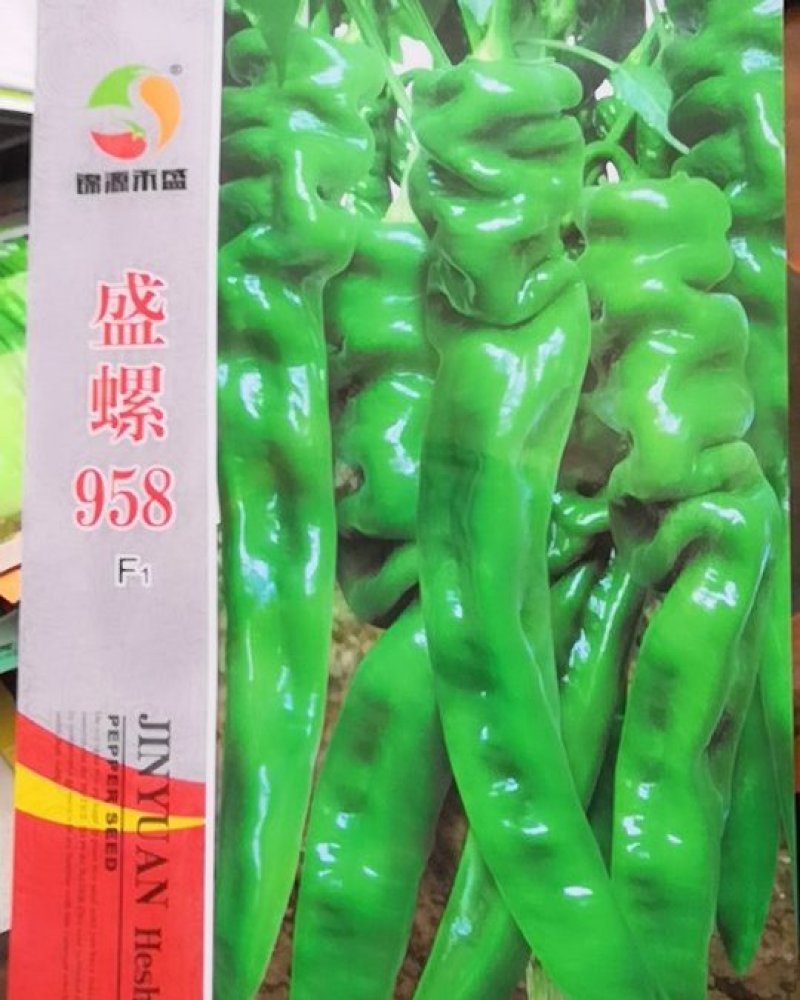 螺丝椒种子辣味十足盛螺958早熟辣椒种子