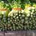 河北昌黎大面积中颗法国皇后芹菜大量上市70cm以上欢迎