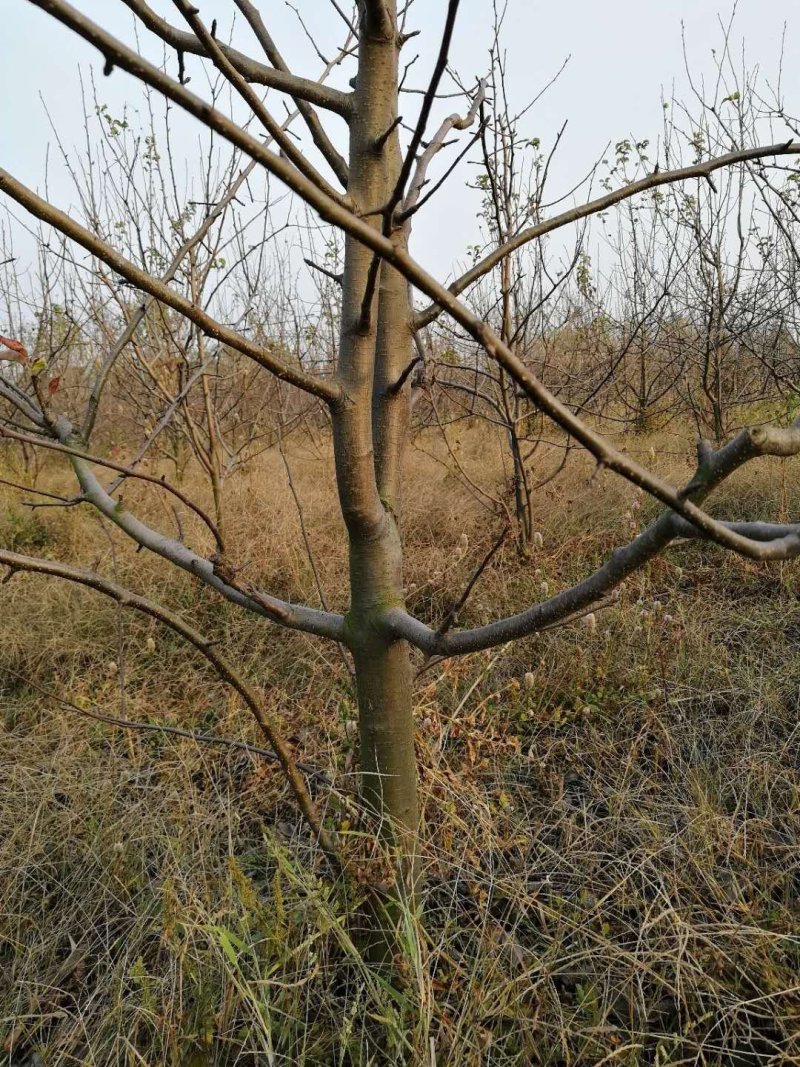 梨树6--10cm6年生