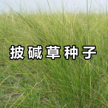 披碱草种子碱茅草抗风沙耐旱耐盐碱草籽耐寒多年生四季牧