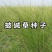 披碱草种子碱茅草抗风沙耐旱耐盐碱草籽耐寒多年生四季牧