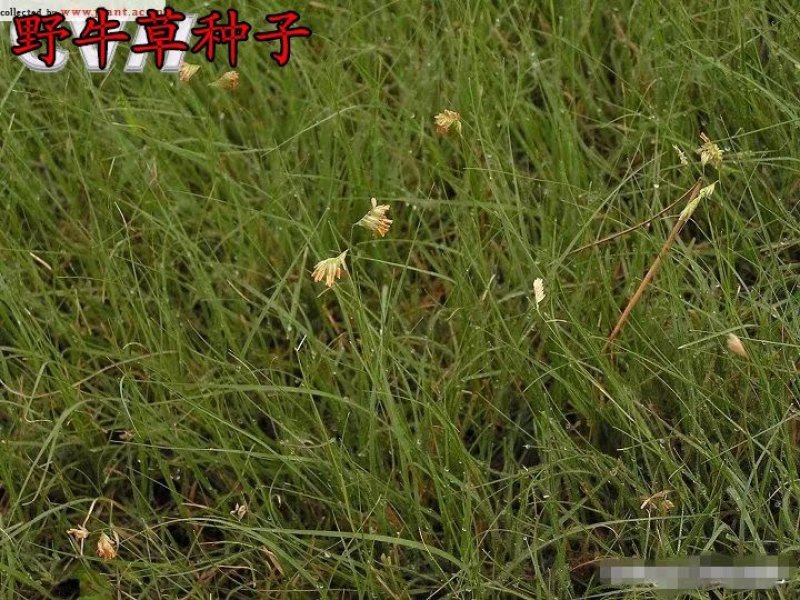 披碱草种子碱茅草抗风沙耐旱耐盐碱草籽耐寒多年生四季牧