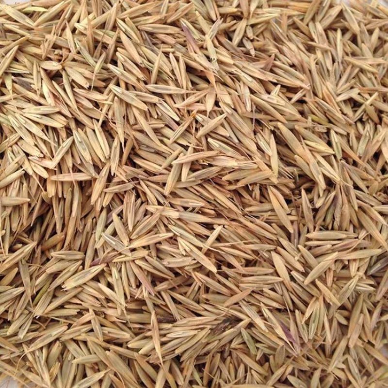 披碱草种子碱茅草抗风沙耐旱耐盐碱草籽耐寒多年生四季牧
