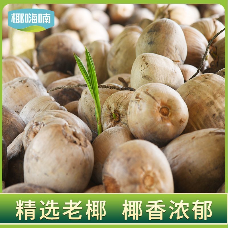 椰子海南毛椰9个装包邮，厂家供应天天发货