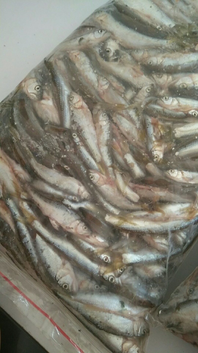山溪马口鱼，冰鲜冻板