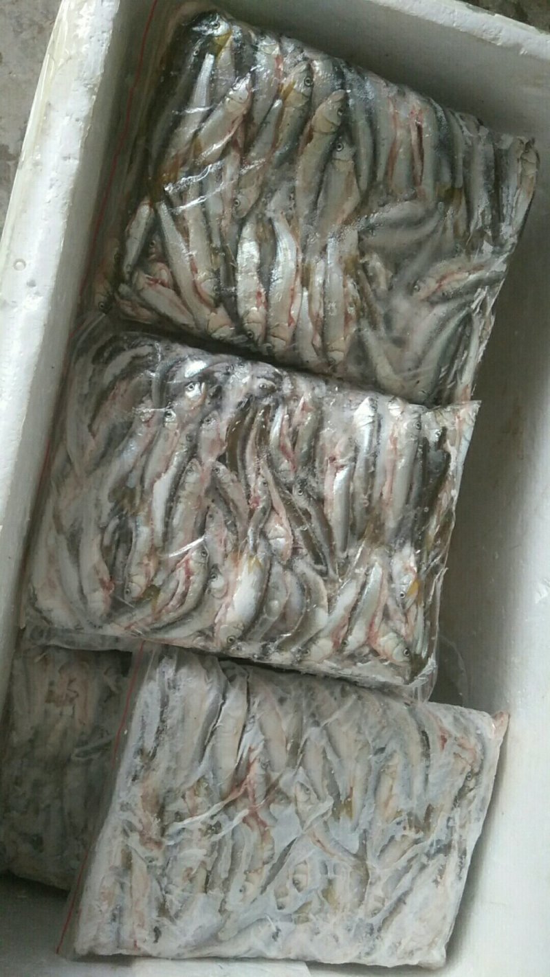 山溪马口鱼，冰鲜冻板