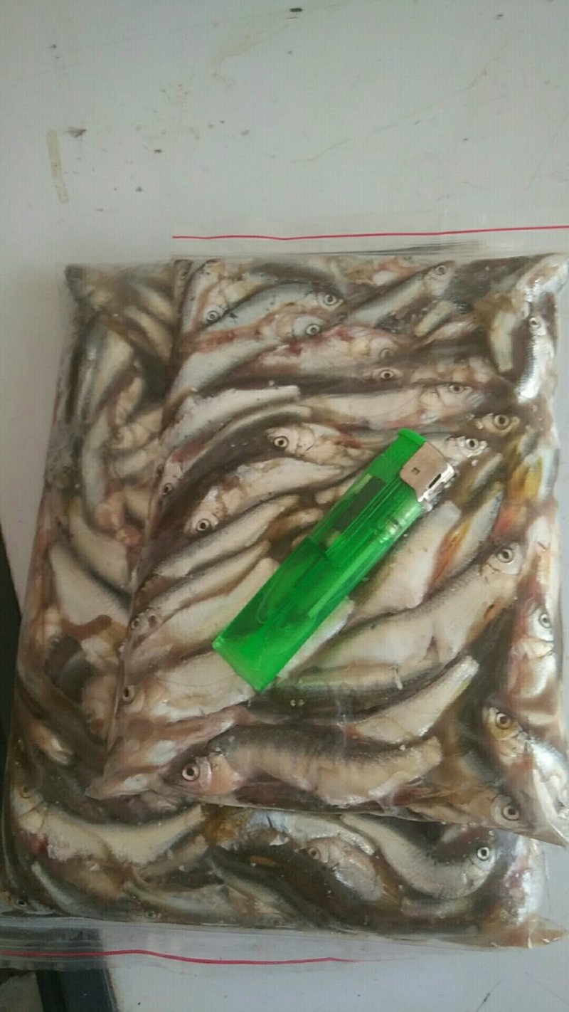 山溪马口鱼，冰鲜冻板