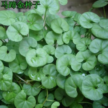 白三叶草种子红三叶草种子进口草籽四季青草坪种子牧草种子花