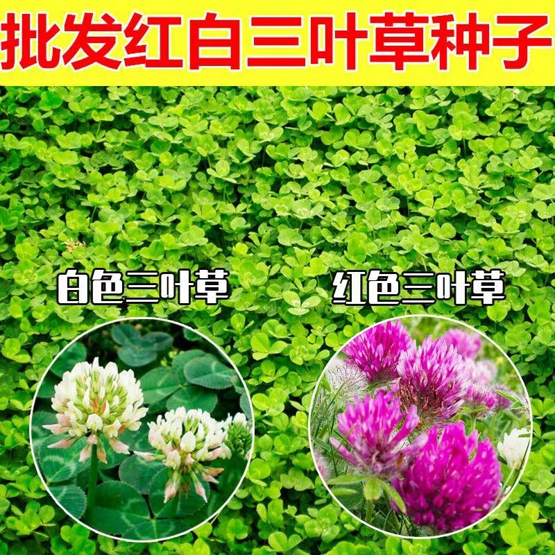 白三叶草种子红三叶草种子进口草籽四季青草坪种子牧草种子花