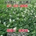 白三叶草种子红三叶草种子进口草籽四季青草坪种子牧草种子花