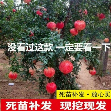 突尼斯软籽石榴南北方种植成活率高品种石榴果树苗