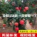 突尼斯软籽石榴南北方种植成活率高品种石榴果树苗