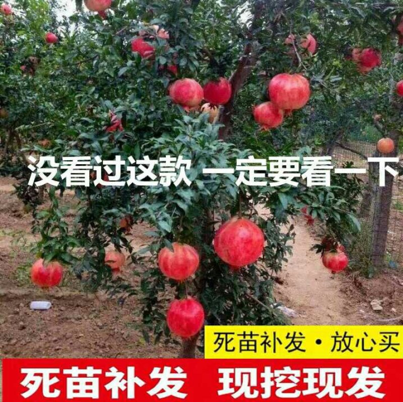 突尼斯软籽石榴南北方种植成活率高品种石榴果树苗