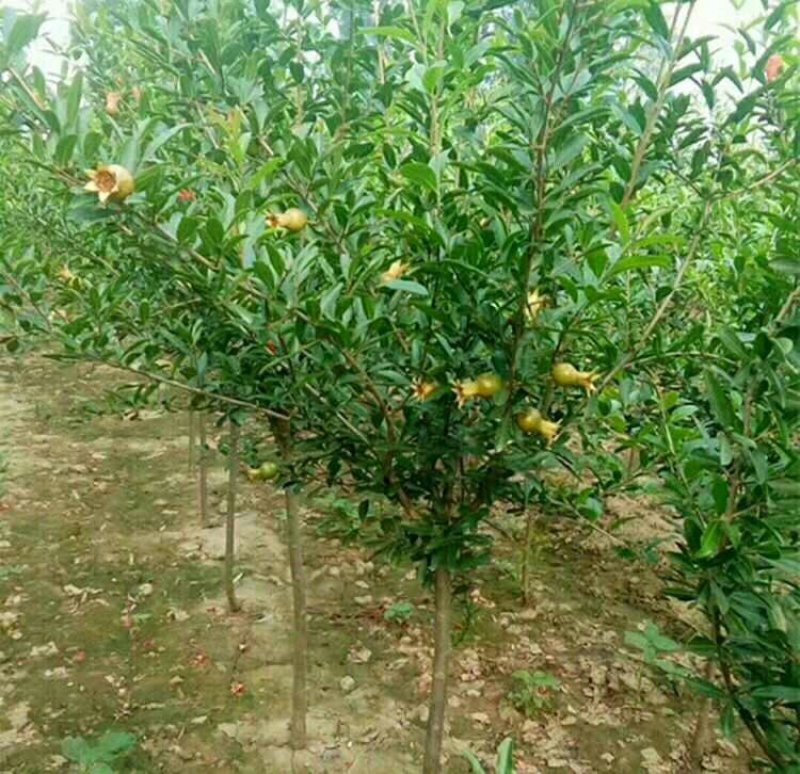 突尼斯软籽石榴南北方种植成活率高品种石榴果树苗
