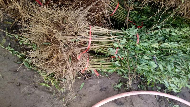 突尼斯软籽石榴南北方种植成活率高品种石榴果树苗