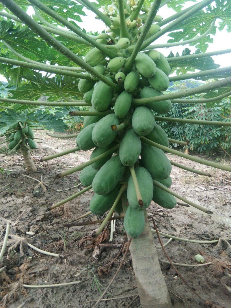 广西红心水果木瓜5/9斤装