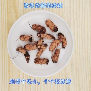 四季开花紫叶幸运草盆栽紫蝴蝶三叶草花紫叶酢浆草种球种子卉