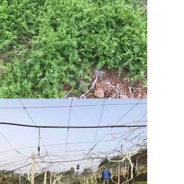 果园绿肥种籽光叶紫花苕种籽毛苕子种子养蜂蜜源植物牧草草籽