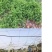果园绿肥种籽光叶紫花苕种籽毛苕子种子养蜂蜜源植物牧草草籽