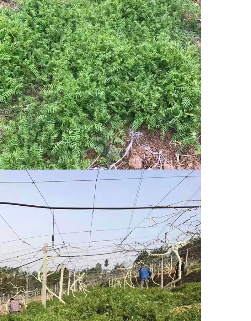 果园绿肥种籽光叶紫花苕种籽毛苕子种子养蜂蜜源植物牧草草籽