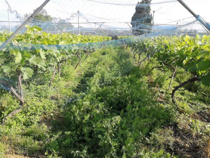 果园绿肥种籽光叶紫花苕种籽毛苕子种子养蜂蜜源植物牧草草籽