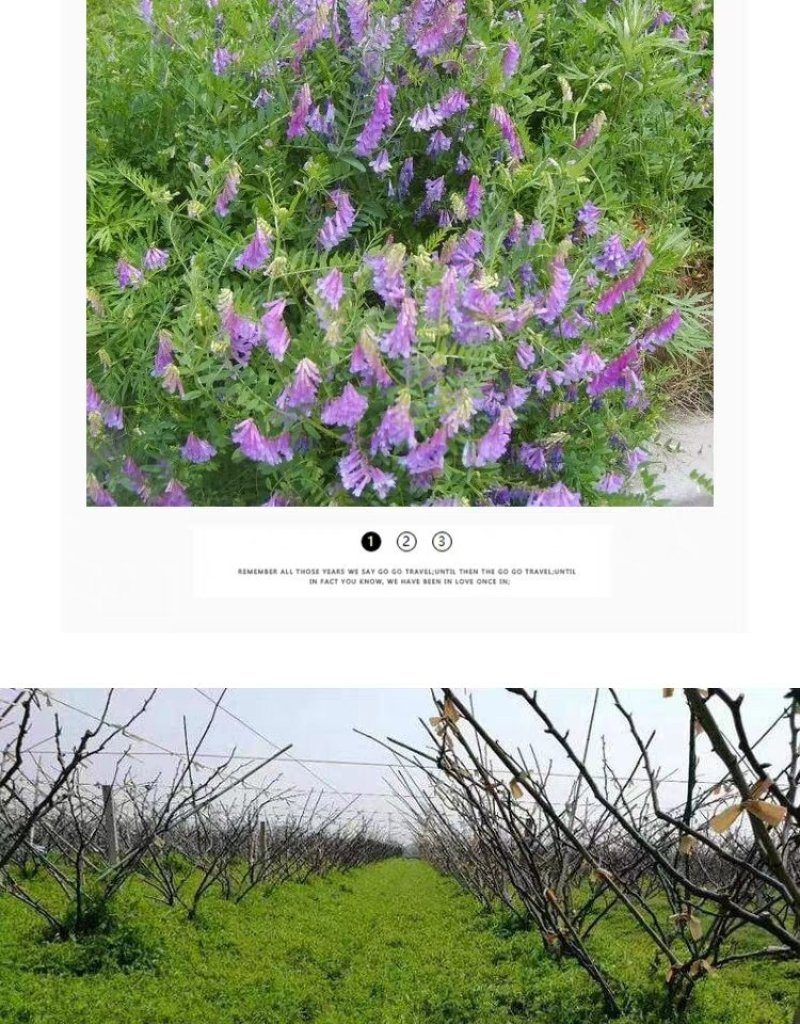果园绿肥种籽光叶紫花苕种籽毛苕子种子养蜂蜜源植物牧草草籽