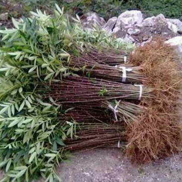 花椒树苗大红袍花椒树苗