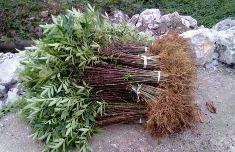 花椒树苗大红袍花椒树苗