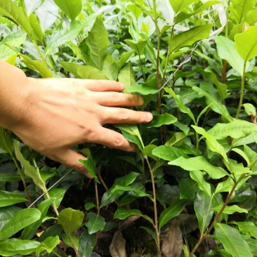茶叶树苗，绿茶白茶黄金芽