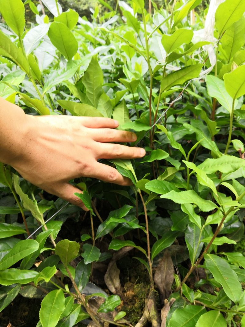 茶叶树苗，绿茶白茶黄金芽