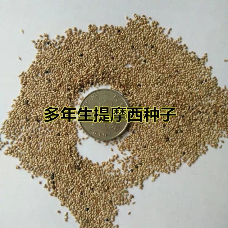 提摩西草籽种子猫尾草种子兔子豚鼠荷兰猪龙猫爱吃的草籽
