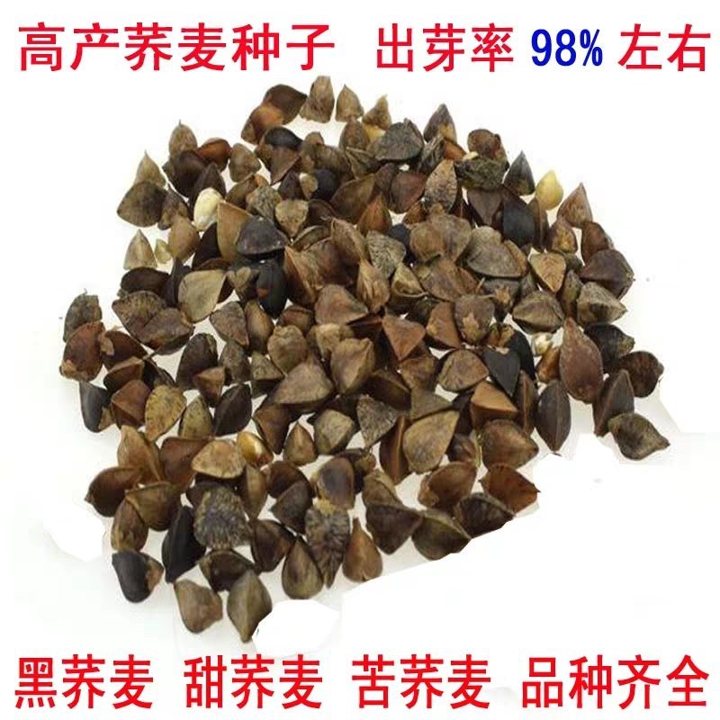提摩西草籽种子猫尾草种子兔子豚鼠荷兰猪龙猫爱吃的草籽