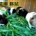 提摩西草籽种子猫尾草种子兔子豚鼠荷兰猪龙猫爱吃的草籽