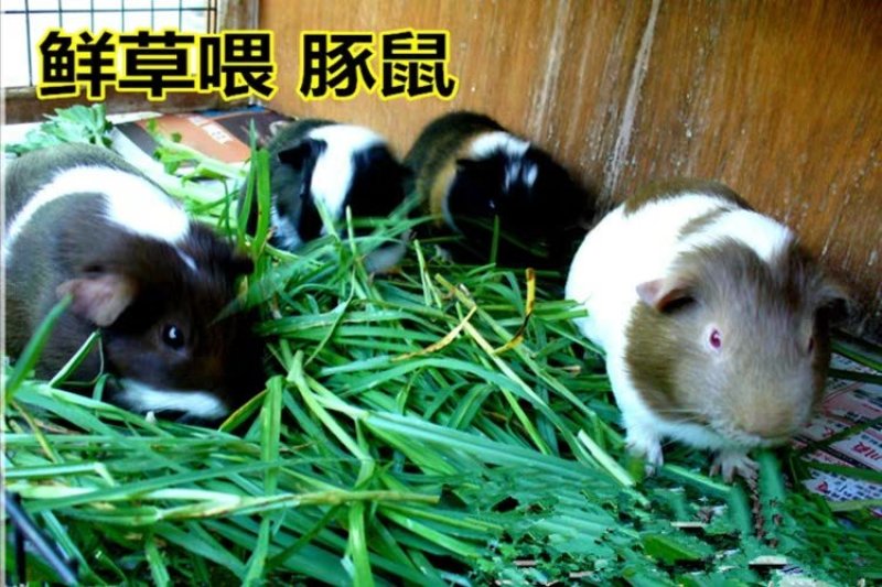提摩西草籽种子猫尾草种子兔子豚鼠荷兰猪龙猫爱吃的草籽