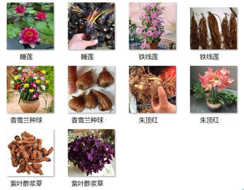 四季开花紫叶幸运草盆栽紫蝴蝶三叶草花紫叶酢浆草种球种子卉