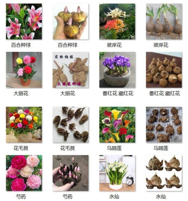四季开花紫叶幸运草盆栽紫蝴蝶三叶草花紫叶酢浆草种球种子卉