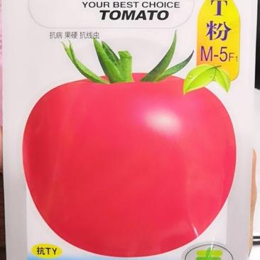早熟厚皮大粉红番茄种子-T粉M-5F1
