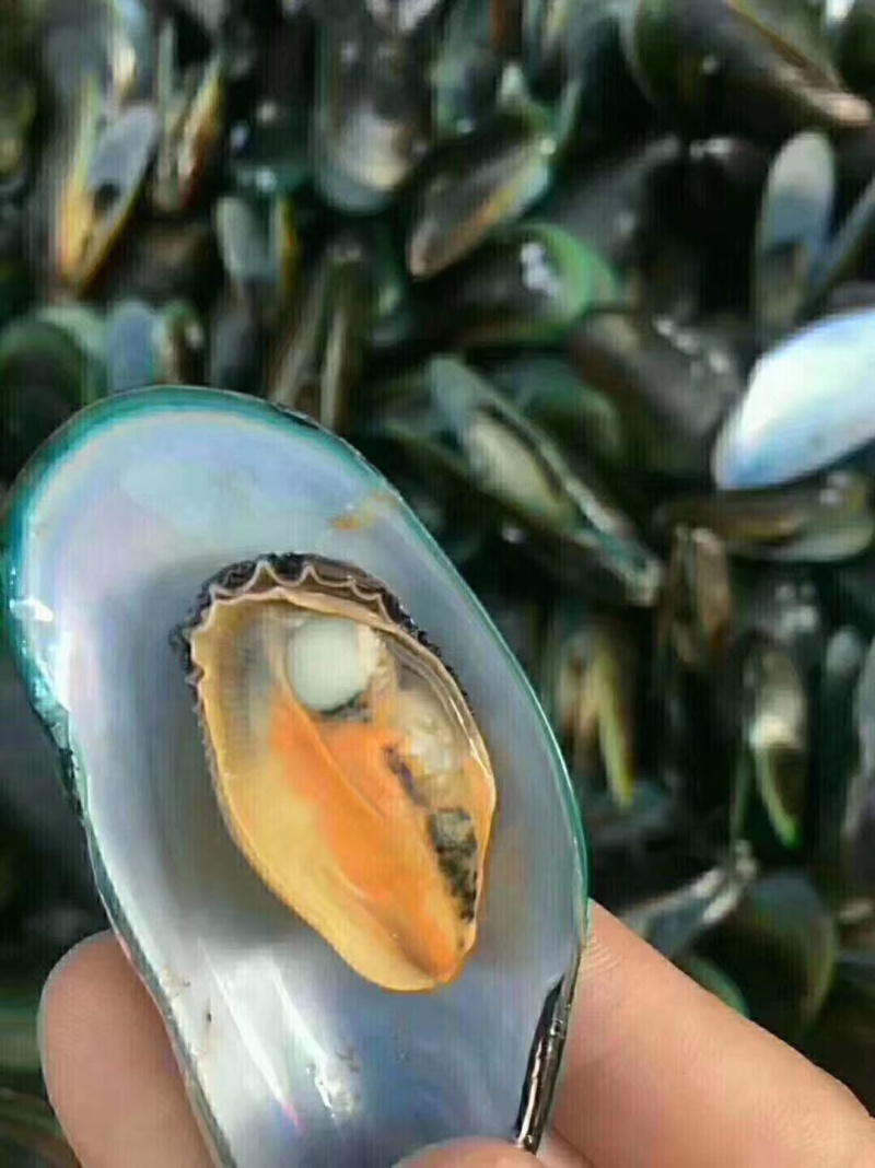 天然淡菜