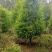 红豆杉园林绿化工程用苗常绿植物
